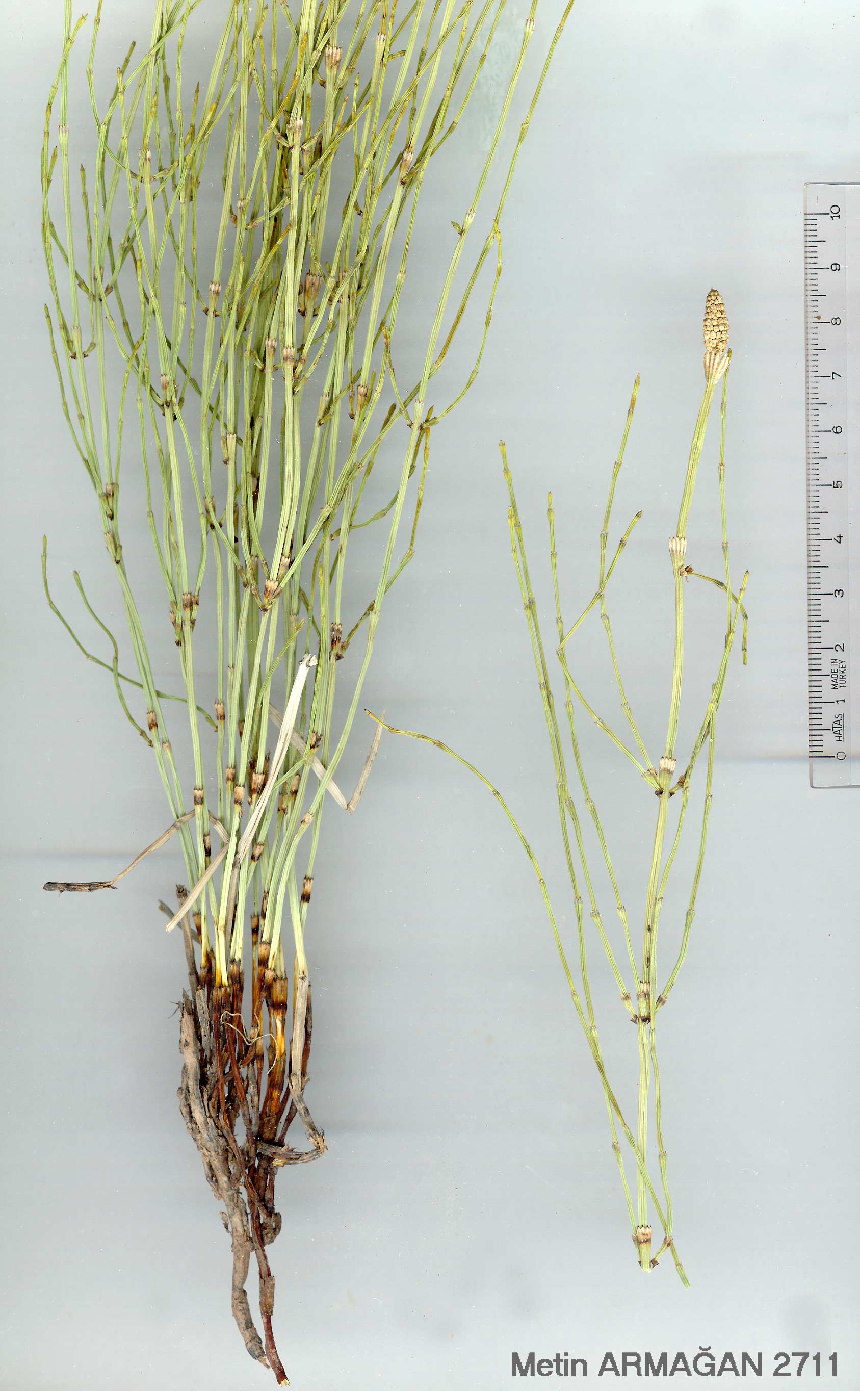 http://vanherbaryum.yyu.edu.tr/flora/famgenustur/equisetaceae/equicetum/eramosissimum/images/Equisetum-romosissimum-DESF.jpg